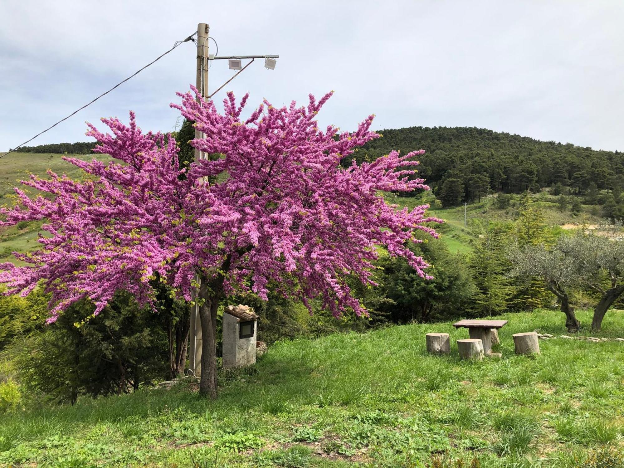 Agriturismo Serra Moneta Santo Stefano Quisquina Ngoại thất bức ảnh